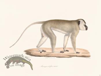 Cuvier 373 Macaque Black Fece